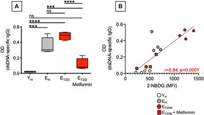 Metformin Enhances B Cell Function and Antibody Responses of Elderly Individuals With Type-2 Diabetes Mellitus